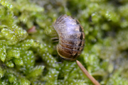 Glomeris klugii
