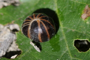 Glomeris marginata