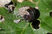 Glomeris marginata