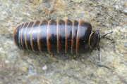 Glomeris transalpina