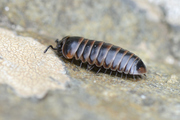 Glomeris transalpina