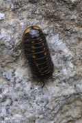Glomeris valesiaca
