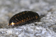 Glomeris valesiaca