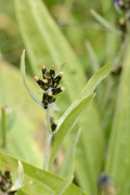Gnaphalium norvegicum