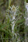 Gnaphalium sylaticum