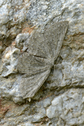 Gnophos obfuscata