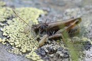 Gomphocerus sibiricus