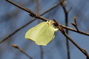 Gonepteryx rhamni