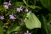 Gonepteryx rhamni