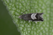Grapholita compositella
