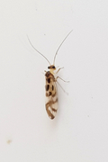 Graphopsocus cruciatus