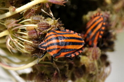 Graphosoma italicum