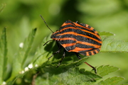 Graphosoma italicum