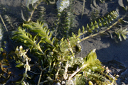 Groenlandia densa