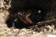 Gryllus campestris