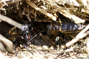 Gryllus campestris