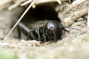 Gryllus campestris