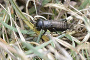 Gryllus campestris