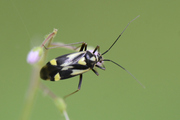 Grypocoris sexguttatus