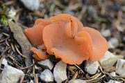 Guepinia helvelloides