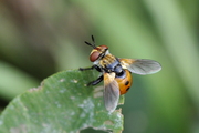 Gymnosoma