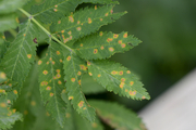 Gymnosporangium cornutum
