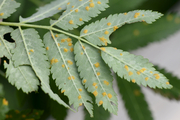 Gymnosporangium cornutum