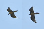Gypaetus barbatus