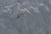 Gypaetus barbatus