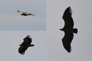 Gyps fulvus