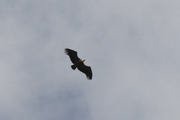 Gyps fulvus