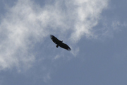 Gyps fulvus