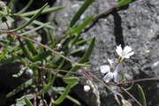 Gypsophila repens