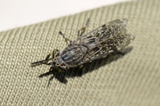 Haematopota pluvialis