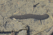 Annelida