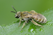 Halictus