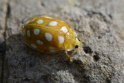 Halyzia sedecimguttata
