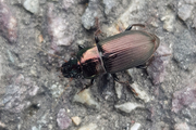 Harpalus distinguendus