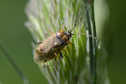 Harpocera thoracica