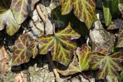 Hedera helix