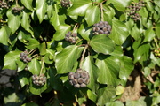 Hedera helix