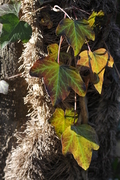 Hedera helix