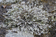 Hedwigia