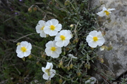 Helianthemum apenninum