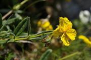 Helianthemum nummularium