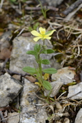Helianthemum nummularium
