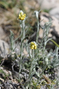 Helichrysum stoechas