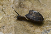 Helicigona lapicida