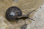 Helicigona lapicida