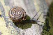 Helicodonta obvoluta